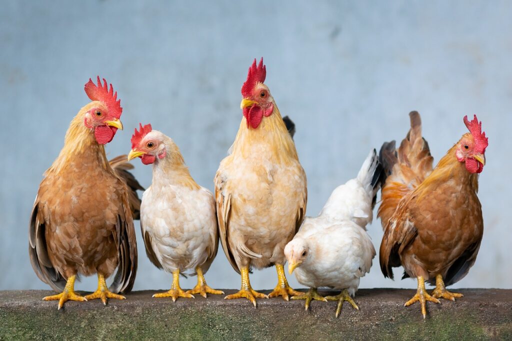 Chicken Prices See Major Hike in Punjab!