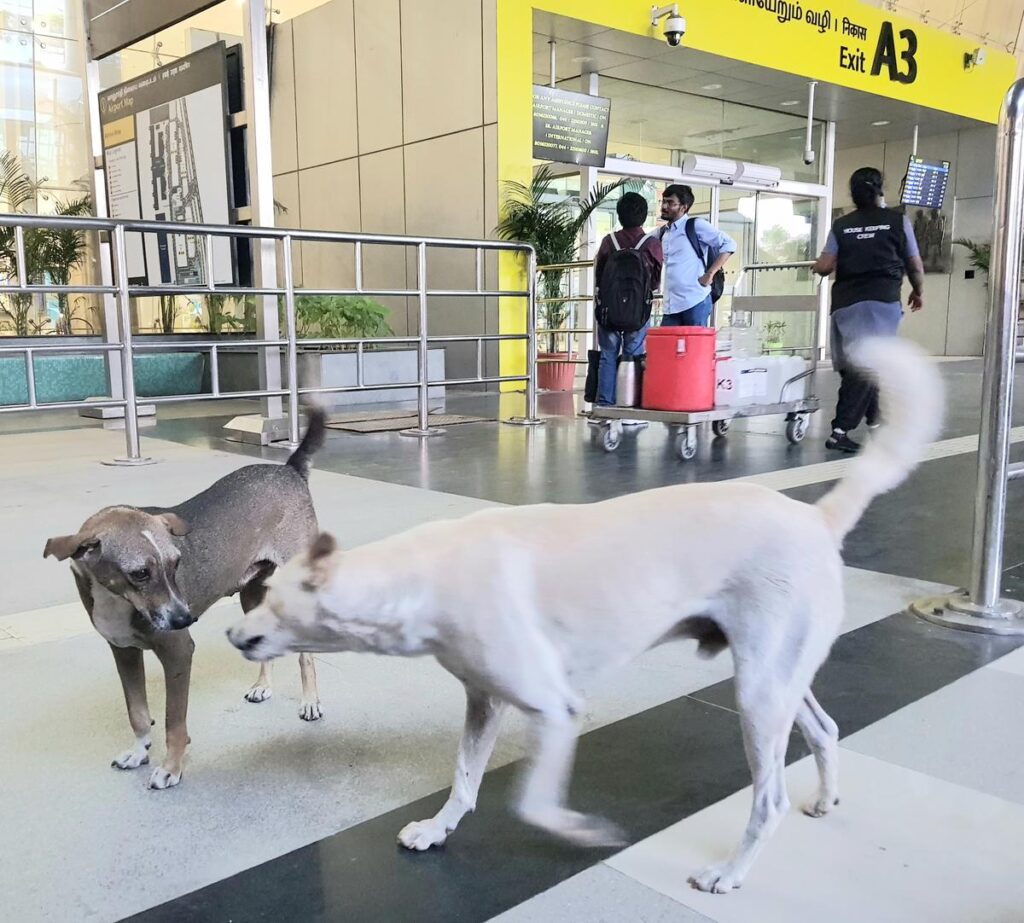 Stray Dogs at Karachi Airport Pose Threat to Flight Safety