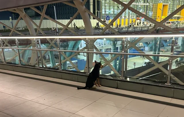 Stray Dogs at Karachi Airport Pose Threat to Flight Safety!