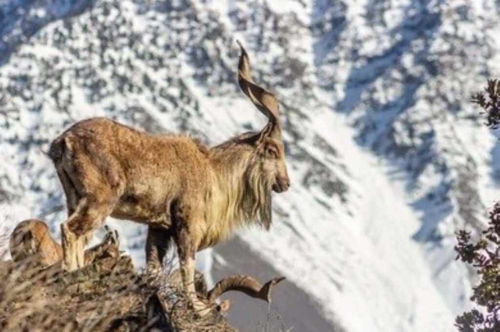 Spanish Hunter Hunts 44 Inch Markhor in Chitral!