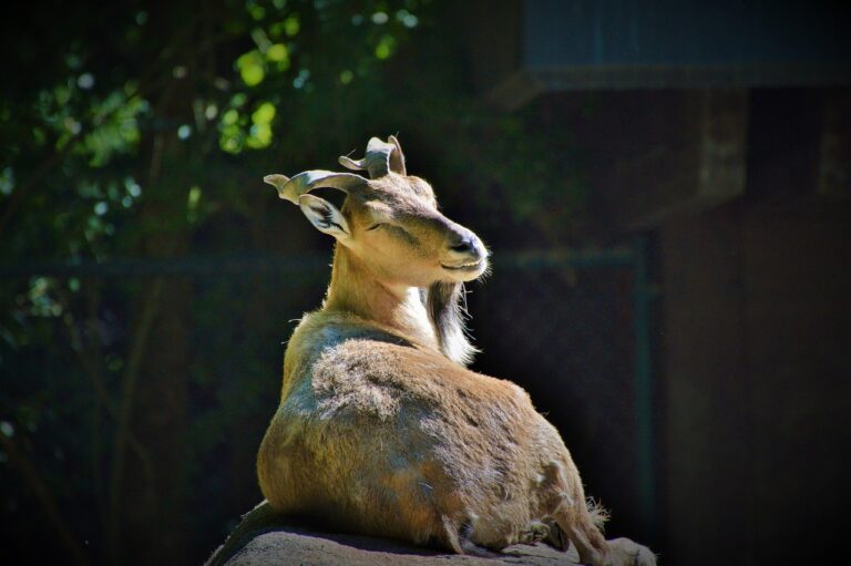 Spanish hunter captures Kashmiri Markhor in Lower Chitral!