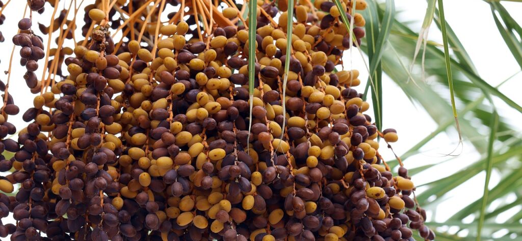 Saudi Arabia Gifts Pakistan 100 Tons of Dates to Strengthen Friendship!