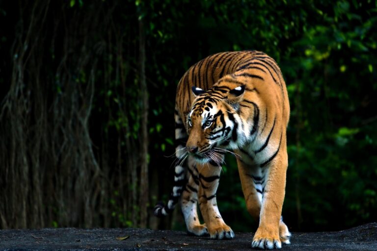 Bengal Tiger at Bahawalpur Zoo Dies After Kidney Failure!