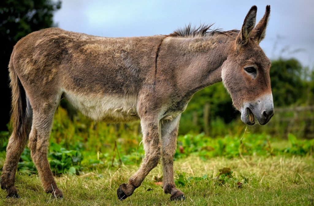 Pakistan Begins Donkey Meat Exports to China!