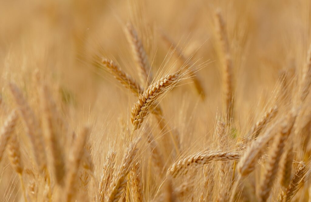 Huge Amount of Wheat at Risk in Sindh Due to Delays in Release!